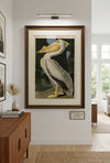American White Pelican Fine Art Print