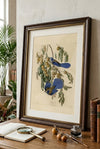 Florida Jay Fine Art Print