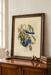 Florida Jay Fine Art Print
