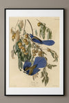 Florida Jay Framed Fine Art Print