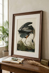 Great Blue Heron Fine Art Print