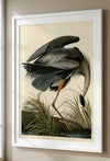 Great Blue Heron Framed Fine Art Print