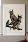 Great Horned Owl Framed Fine Art Print