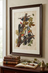 Pileated Woodpecker Fine Art Print