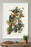 Pileated Woodpecker Framed Fine Art Print