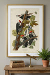 Pileated Woodpecker Framed Fine Art Print