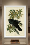 Raven Framed Fine Art Print