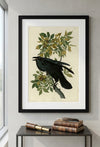 Raven Framed Fine Art Print