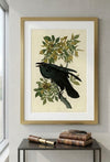 Raven Framed Fine Art Print