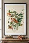 Ruby-Throated Hummingbird Framed Fine Art Print