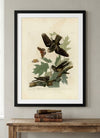 Whip-poor-will Framed Fine Art Print
