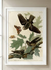 Whip-poor-will Framed Fine Art Print