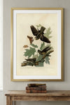 Whip-poor-will Framed Fine Art Print