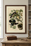 Wood Duck Fine Art Print