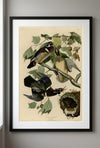 Wood Duck Framed Fine Art Print