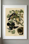 Wood Duck Framed Fine Art Print