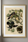 Wood Duck Framed Fine Art Print
