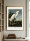 Snowy Heron Framed Fine Art Print
