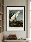 Snowy Heron Framed Fine Art Print