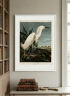 Snowy Heron Framed Fine Art Print