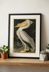 American White Pelican Fine Art Print