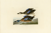 Blue-Winged Teal Fine Art Print