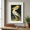American White Pelican Classic Frame Art Print