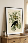 American Crow Fine Art Print