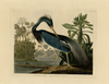 Louisiana Heron Fine Art Print