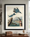 Belted Kingfisher Framed Fine Art Print