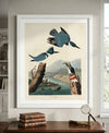 Belted Kingfisher Framed Fine Art Print