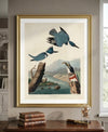 Belted Kingfisher Framed Fine Art Print