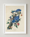 Blue Jay Framed Fine Art Print