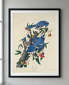 Blue Jay Framed Fine Art Print