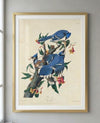 Blue Jay Framed Fine Art Print