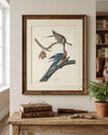 Passenger Pigeon Fine Art Print