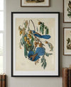 Florida Jay Framed Fine Art Print