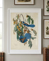 Florida Jay Framed Fine Art Print