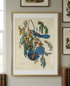 Florida Jay Framed Fine Art Print