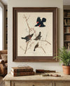 Red-winged Starling Fine Art Print