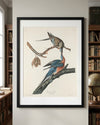 Passenger Pigeon Framed Fine Art Print