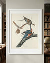 Passenger Pigeon Framed Fine Art Print