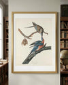 Passenger Pigeon Framed Fine Art Print