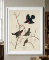 Red-winged Starling Framed Fine Art Print