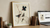 Red-winged Starling Framed Fine Art Print