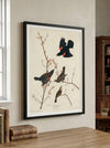 Red-winged Starling Framed Fine Art Print