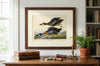 Blue-Winged Teal Fine Art Print