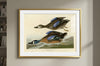 Blue-Winged Teal Framed Fine Art Print