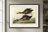 Blue-Winged Teal Framed Fine Art Print