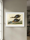 Blue-Winged Teal Framed Fine Art Print
